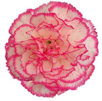 <h4>Di St Komachi</h4>