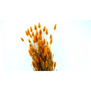 Dried Bleached Lagurus Mustard 100gr
