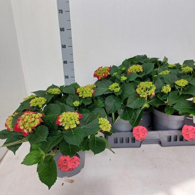 <h4>HYDR M RED BEAUTY</h4>