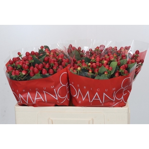 Hypericum True Romance