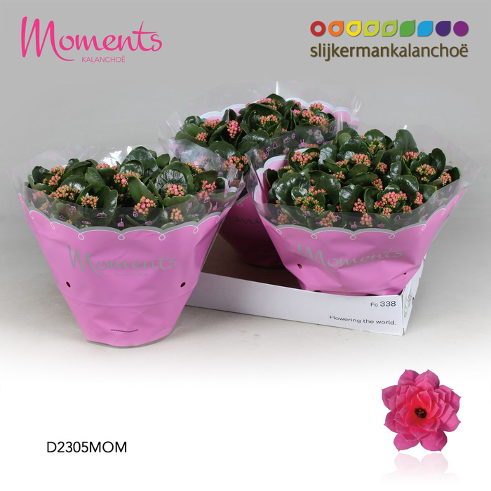 <h4>Kalanchoë Moments - Pink P23</h4>