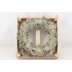 arr3 GB - Larix krans in kist