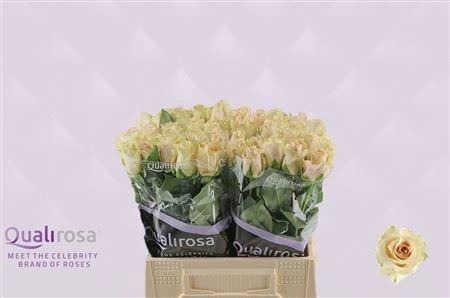 <h4>R GR QUICKSAND</h4>