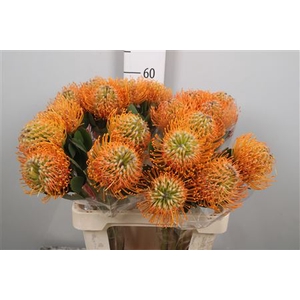 Leuco Soleil