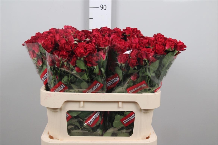 <h4>R Tr Dominica</h4>