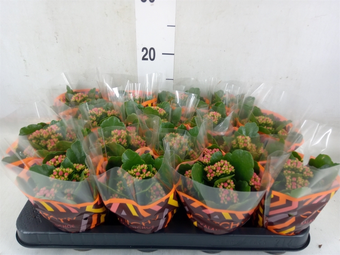 <h4>Kalanchoe blos. 'Garbo lilac'</h4>