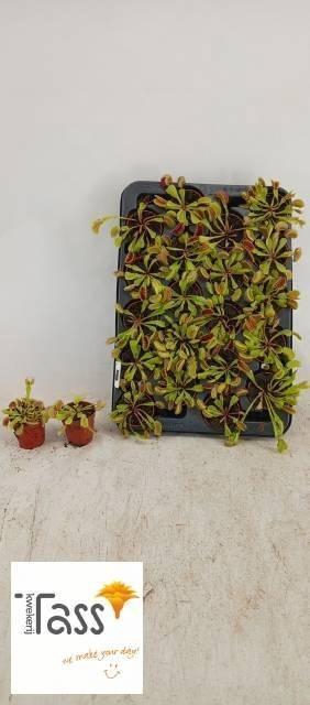 <h4>DIONAEA MUSCIPULA</h4>