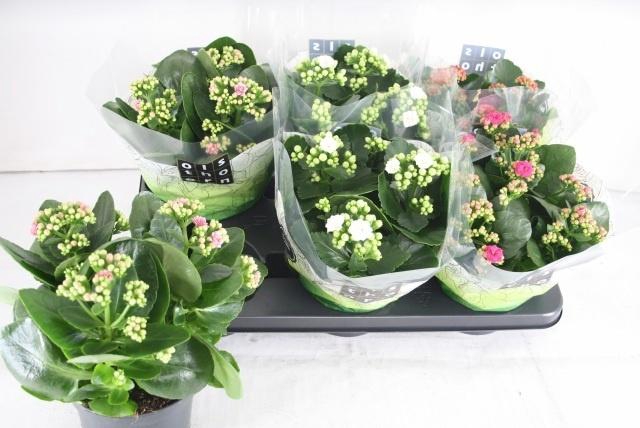 arr8 Kal Ge Gem 4 Kl