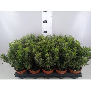 Euonymus japon. 'Microphyllus Albo'