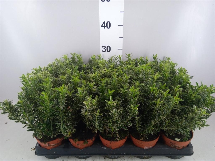 <h4>Euonymus japon. 'Microphyllus Albo'</h4>