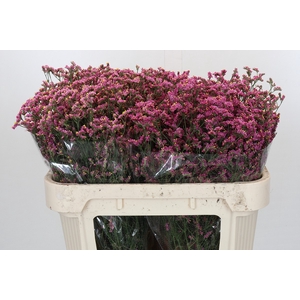 Limonium China Red