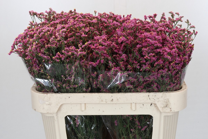 Limonium China Red