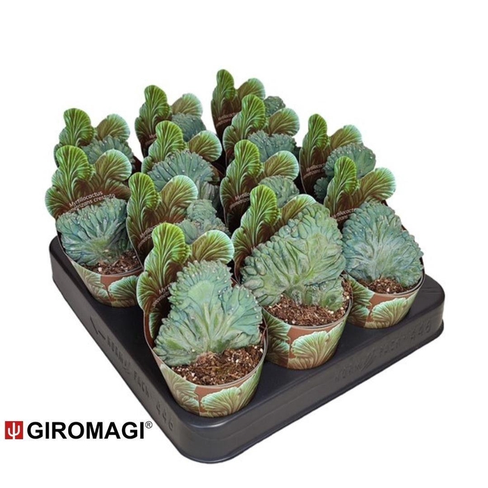 <h4>CACTUS OV</h4>