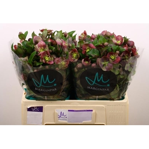 Helleborus Mammoth Pink Marginpar