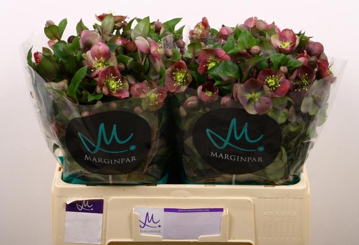 <h4>Helleborus Mammoth Pink Marginpar</h4>