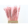 Dried Chasmantium Light Pink 10pcs Bunch