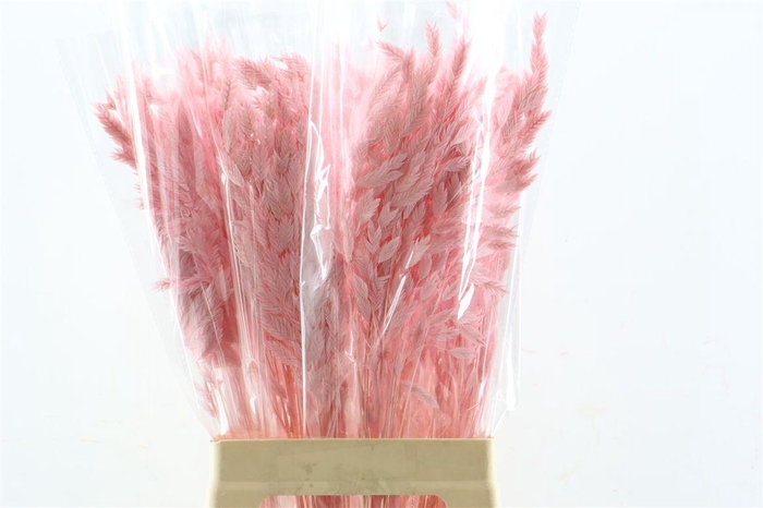 <h4>Dried Chasmantium Light Pink10pcs/bunch</h4>