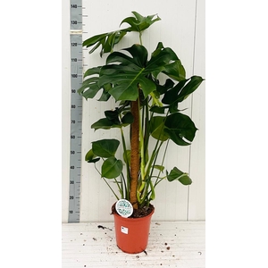 MONSTERA DELICIOSA