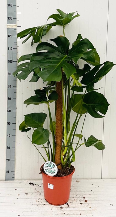 <h4>MONSTERA DELICIOSA</h4>