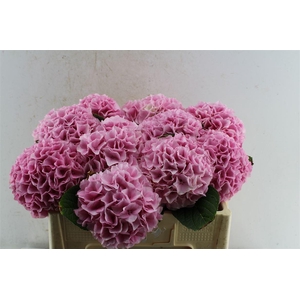 Hydr M Mag Pink Floyd