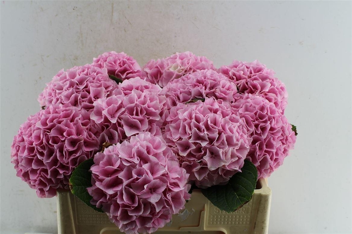 <h4>Hydr M Mag Pink Floyd</h4>