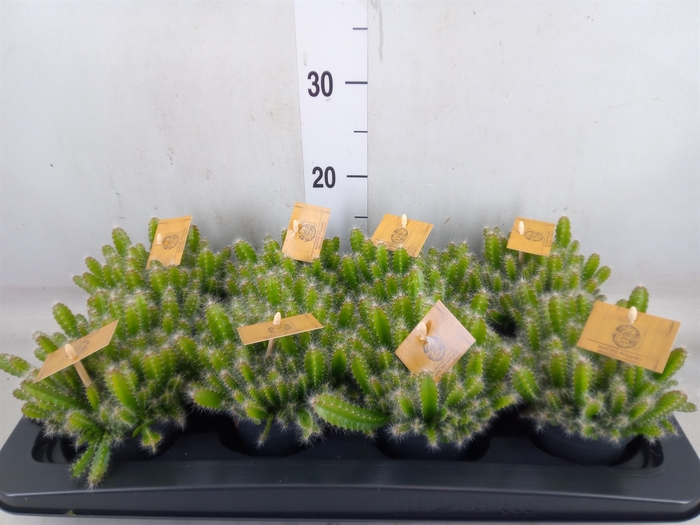 <h4>Hylocereus undatus</h4>