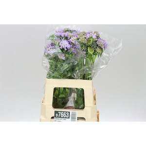 Scabiosa Atr F Lavandel Scoop