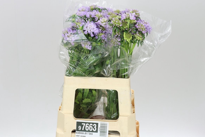 <h4>Scabiosa Atr F Lavandel Scoop</h4>