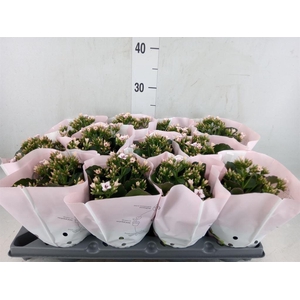 Kalanchoe   ...