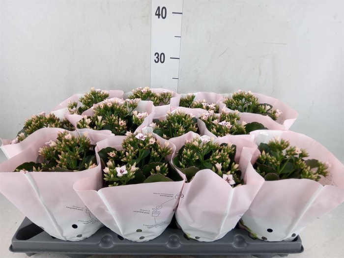 <h4>Kalanchoe   ...</h4>