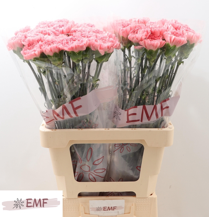 <h4>DI ST BETSY</h4>