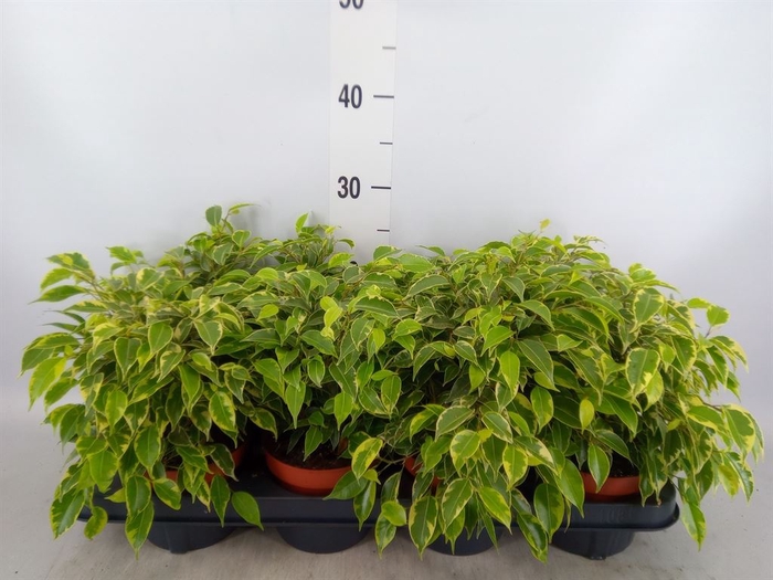 <h4>Ficus benja. 'Kinky'</h4>