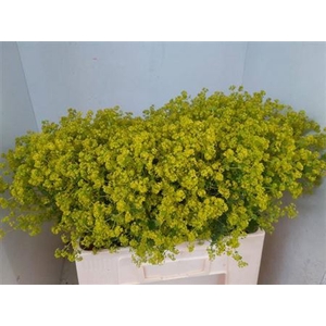 Alchem M Robustica