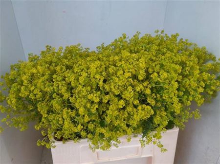 <h4>Alchem M Robustica</h4>