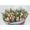 Tulipa Gefranjerd Bell Song