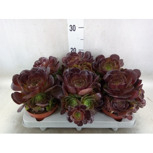 Aeonium arboreum 'Velours'