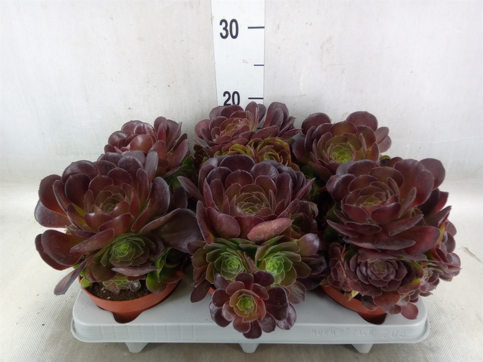 <h4>Aeonium arboreum 'Velours'</h4>
