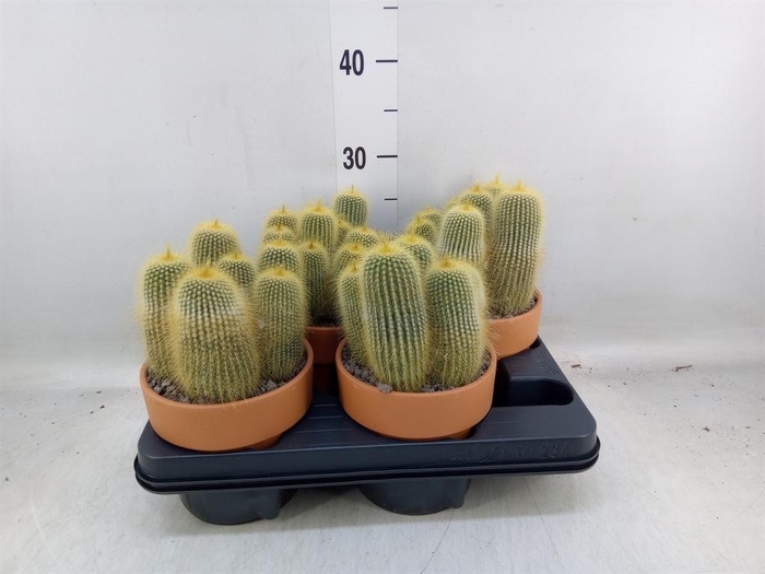<h4>Cactus ...</h4>