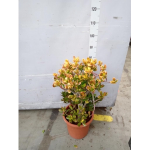 Crassula ovata 'Sunset'