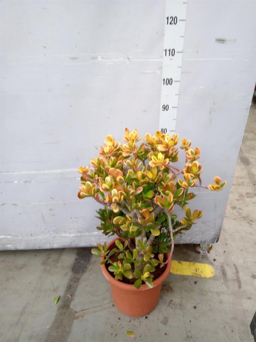 <h4>Crassula ovata 'Sunset'</h4>