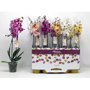 PHAL GEM