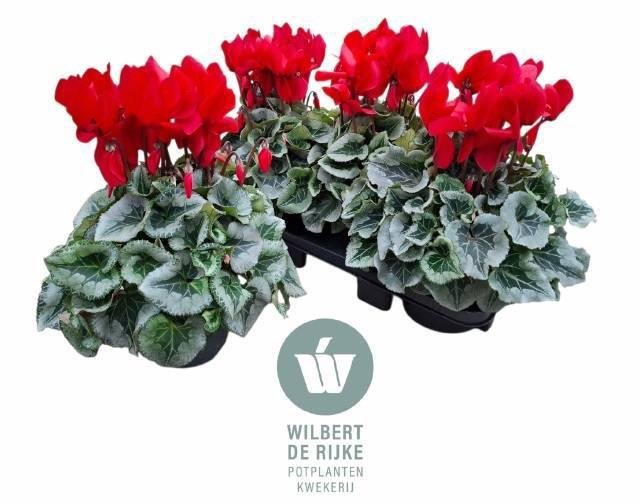 <h4>CYCL GR SUP MAMMOTH</h4>