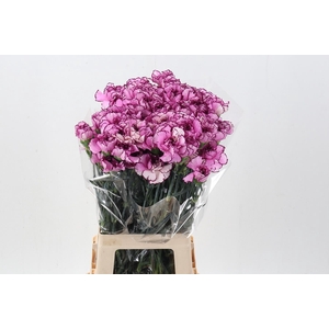 Di St Royal Damascus hi