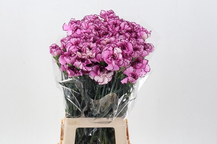 <h4>Di St Royal Damascus hi</h4>