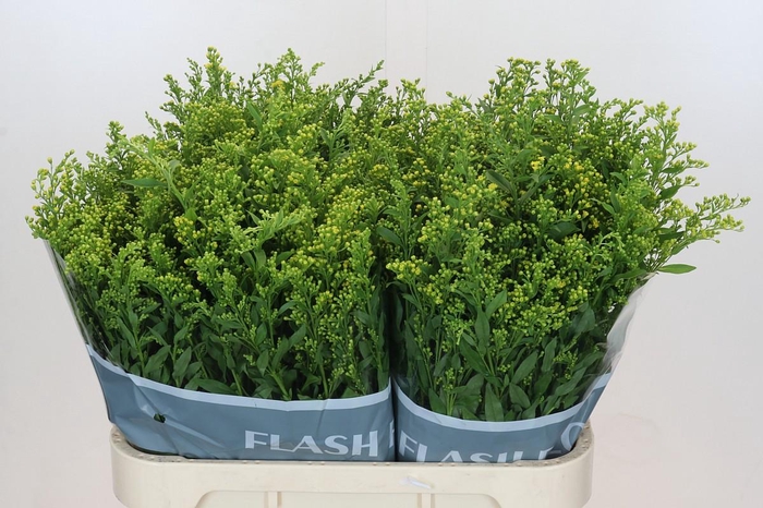 <h4>Solidago Golden Glory</h4>