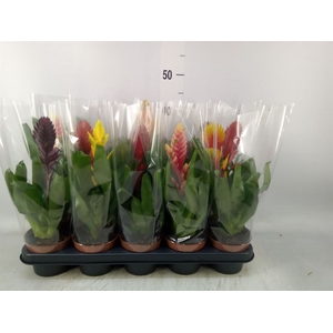 Vriesea   ...mix 6