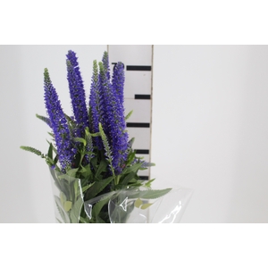 VERONICA LONGIFOLIA SKYLER BLUE 070 CM AZUL