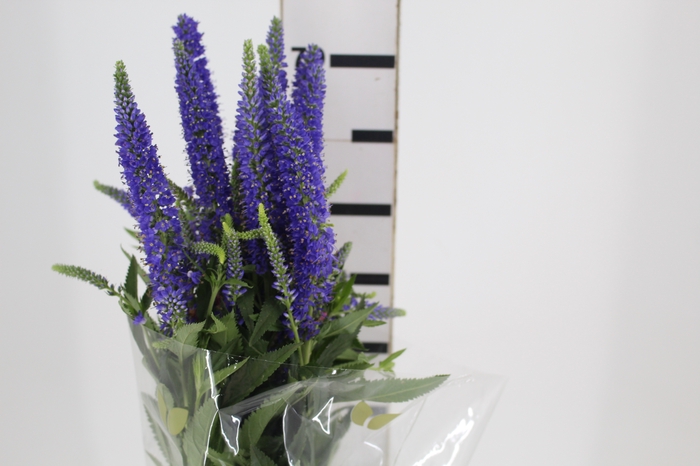 VERONICA LONGIFOLIA SKYLER BLUE 070 CM AZUL