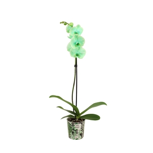 Potcover I Am Green Phal I Am Green 1T9+