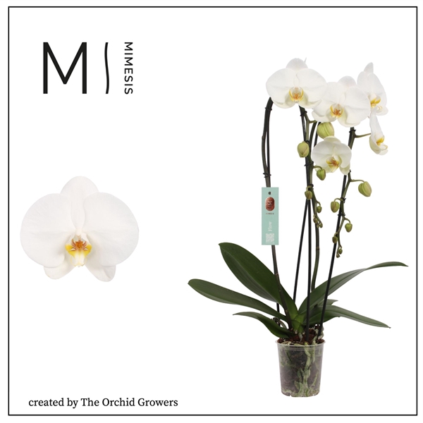 <h4>Mimesis Phal. Flow Tokyo - 2 spike 12cm</h4>